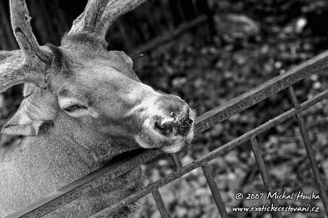 06 Ukraine Ukrajina Charkov ukrajinske Charkovska ZOO a smutny sudokopytnik.jpg